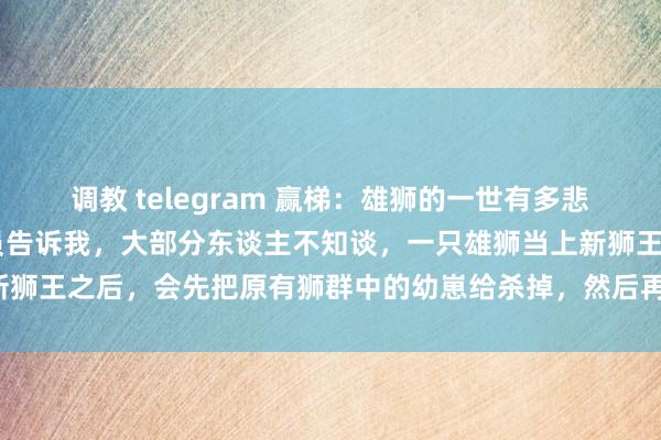 调教 telegram 赢梯：雄狮的一世有多悲剧？一位50多岁的护林员告诉我，大部分东谈主不知谈，一只雄狮当上新狮王之后，会先把原有狮群中的幼崽给杀掉，然后再与狮群中的母狮交配。